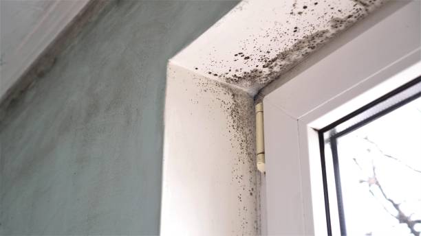 Professional Mold Removal in New Roads, LA